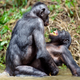 Image for article titled Who Are the Most Tender Lovers of the Animal Kingdom?